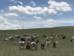 モンゴルの牧草地帯と動物の群れ
