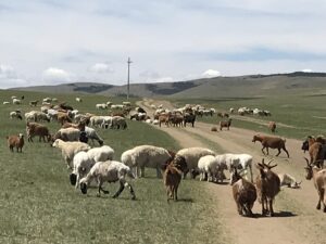 モンゴルの羊やヤギ