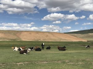 モンゴルの牛の群れ