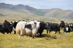 モンゴルの牛