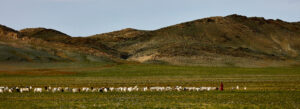 モンゴルの羊やヤギの風景